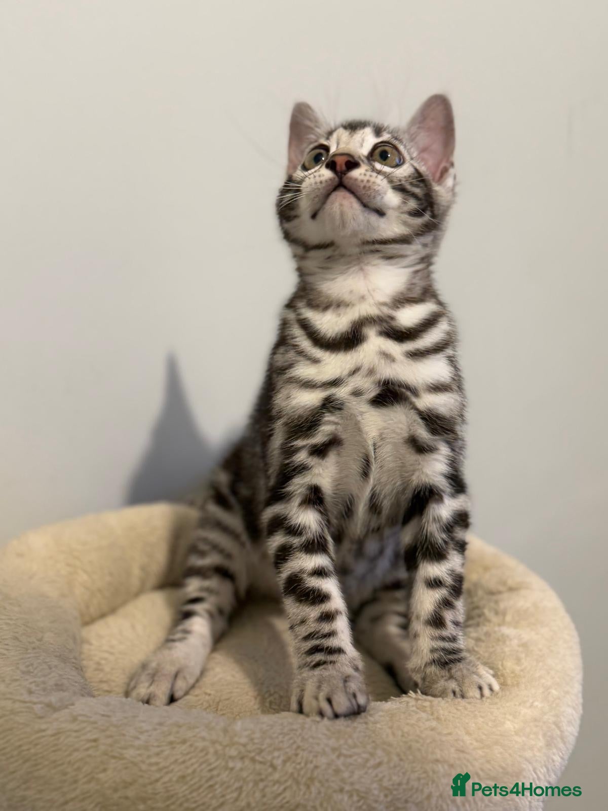 Bengal cats     🏆 Champion-Bred Silver Bengal Kitten - Advert 1