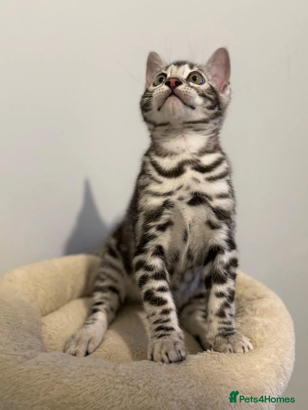 Bengal cats for sale:     🏆 Champion-Bred Silver Bengal Kitten - Advert 1