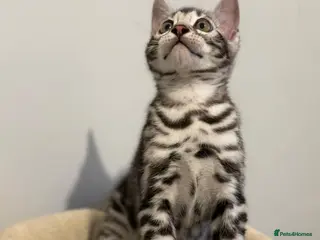 Bengal cats 🏆 Champion-Bred Silver Bengal Kitten - Advert 1