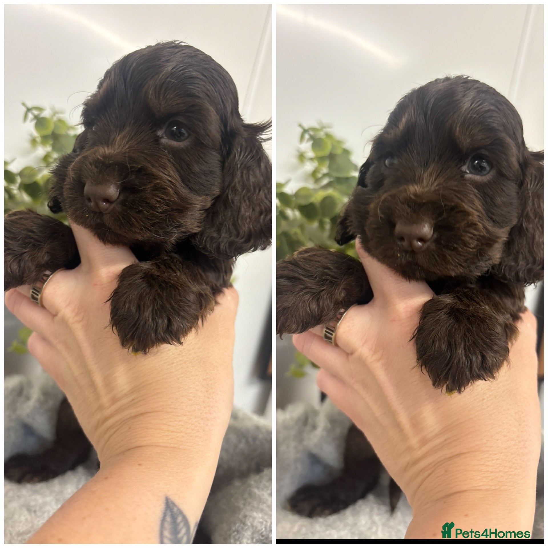 Cocker Spaniel dogs for sale: 🤎 KC show cocker spaniels 🤎 - Advert 1