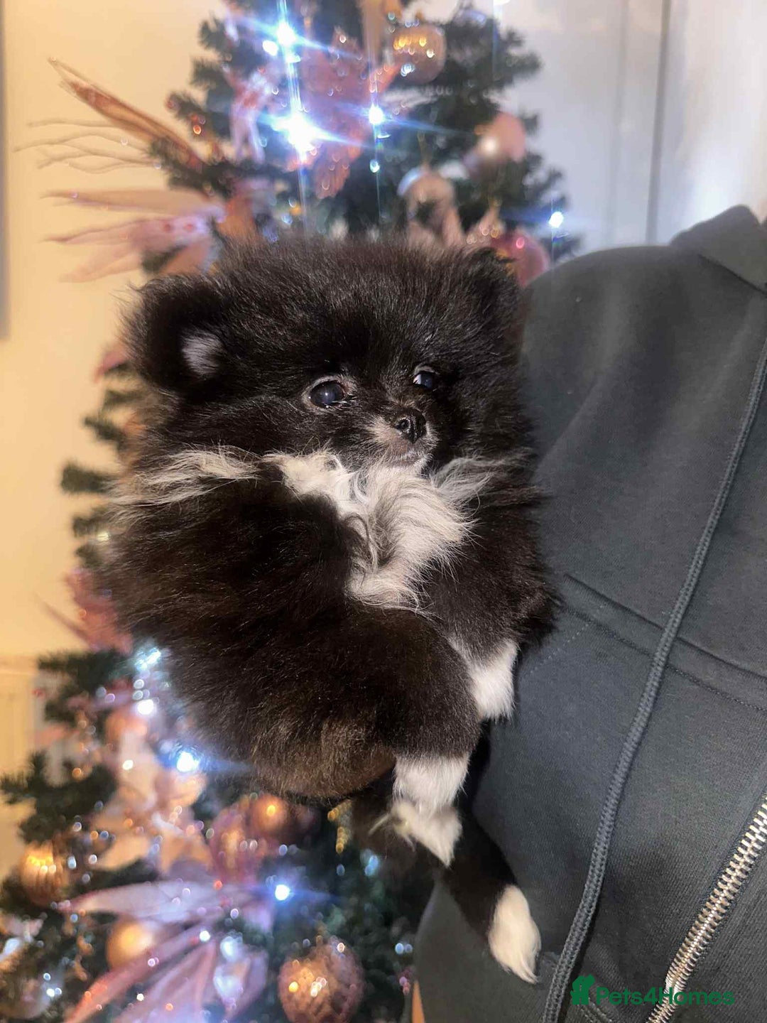 Pomeranian dogs for sale:  Pomeranian puppies  - Advert 14