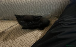 Domestic Shorthair cats for sale: Meet Zora  - Image 11