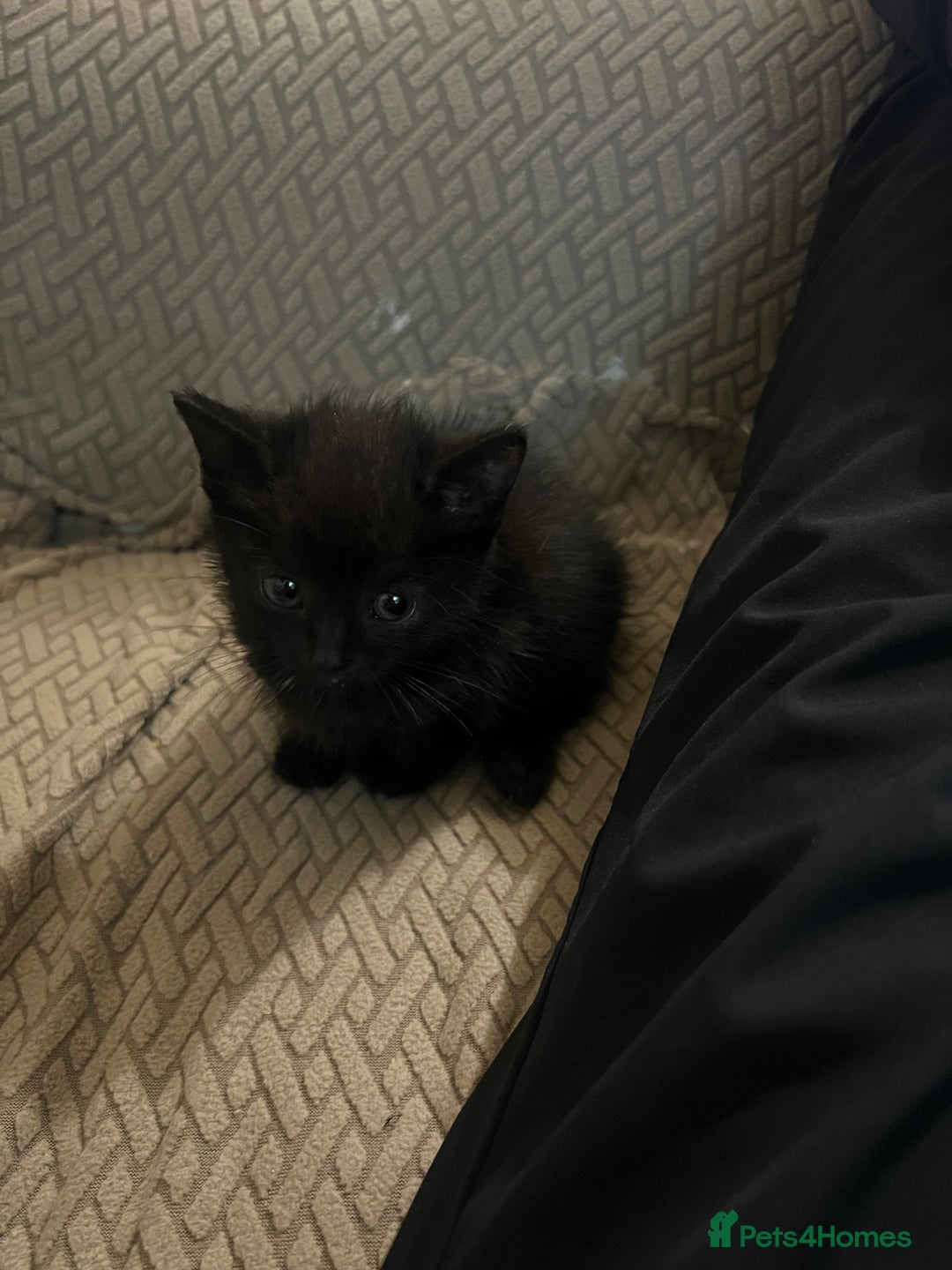 Domestic Shorthair cats for sale: Meet Zora  - Image 11