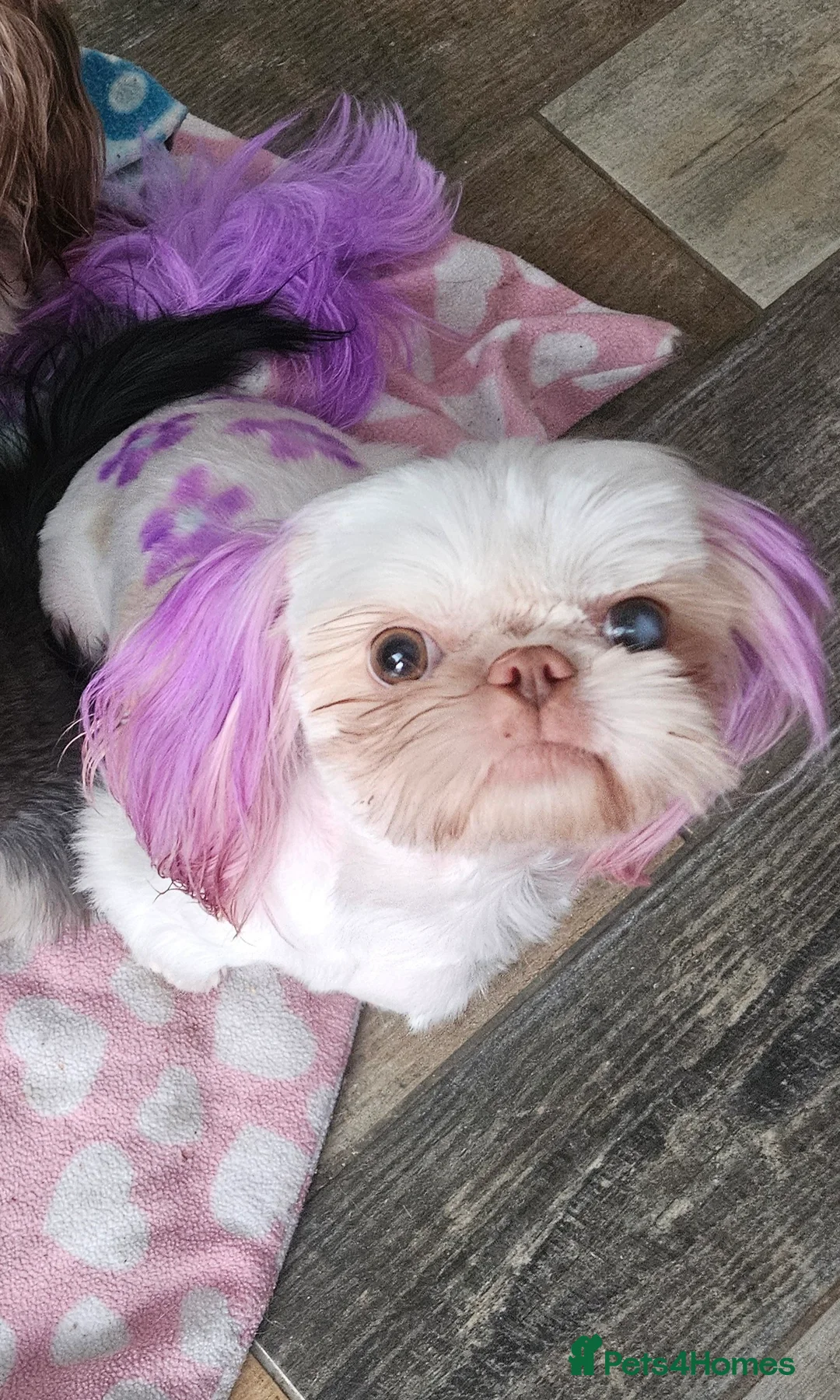 Shih Tzu dogs for sale: Stunning imperial girl - Advert 3