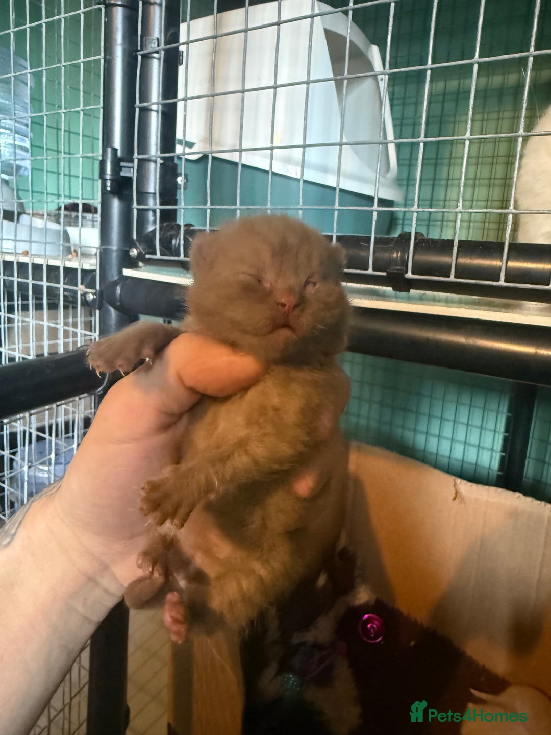 British Shorthair cats for sale: Tica reg cinnamon kittens  - Image 10