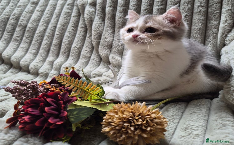 British Shorthair cats - Advert 13