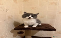 Ragdoll cats for sale: Ragdoll x Kittens - Image 5