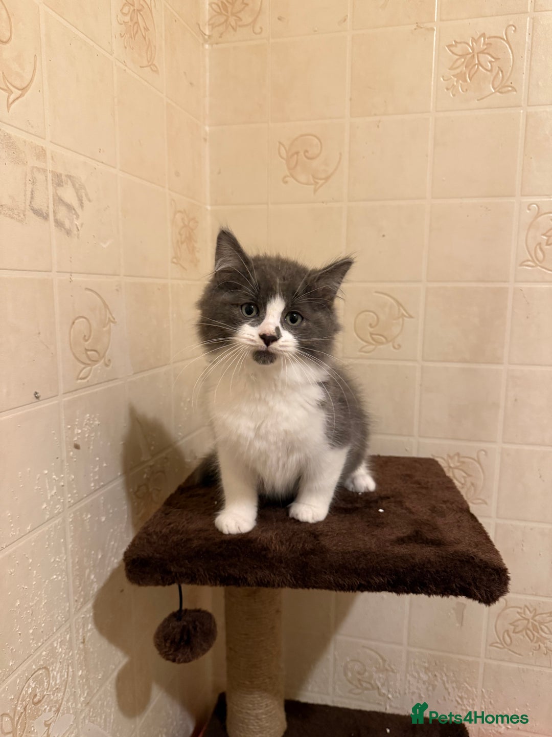 Ragdoll cats for sale: Ragdoll x Kittens - Image 5