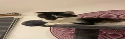 Mixed Breed cats for sale: Siberian Cross  female  - Advert 6