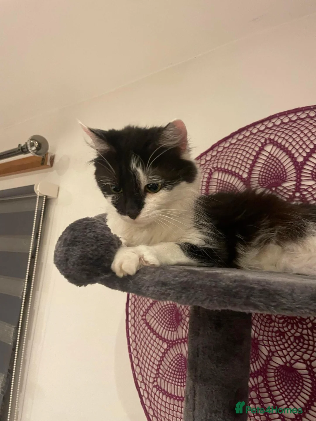 Mixed Breed cats for sale: Siberian Cross  female  - Advert 6