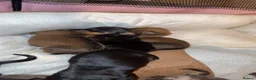 Miniature Dachshund dogs for sale: Miniature dachshunds.  in Clitheroe - Advert 5