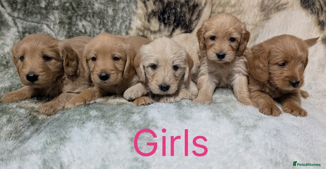 Mini Goldendoodle dogs for sale: Beautiful Mini Goldador Doodle puppies, DNA clear - Image 10