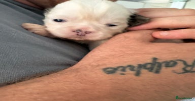 Shih Tzu dogs - Advert 2
