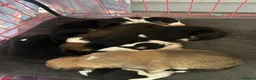 Border Collie dogs for sale: Beautiful tri coloured and red sable puppies  - Advert 9