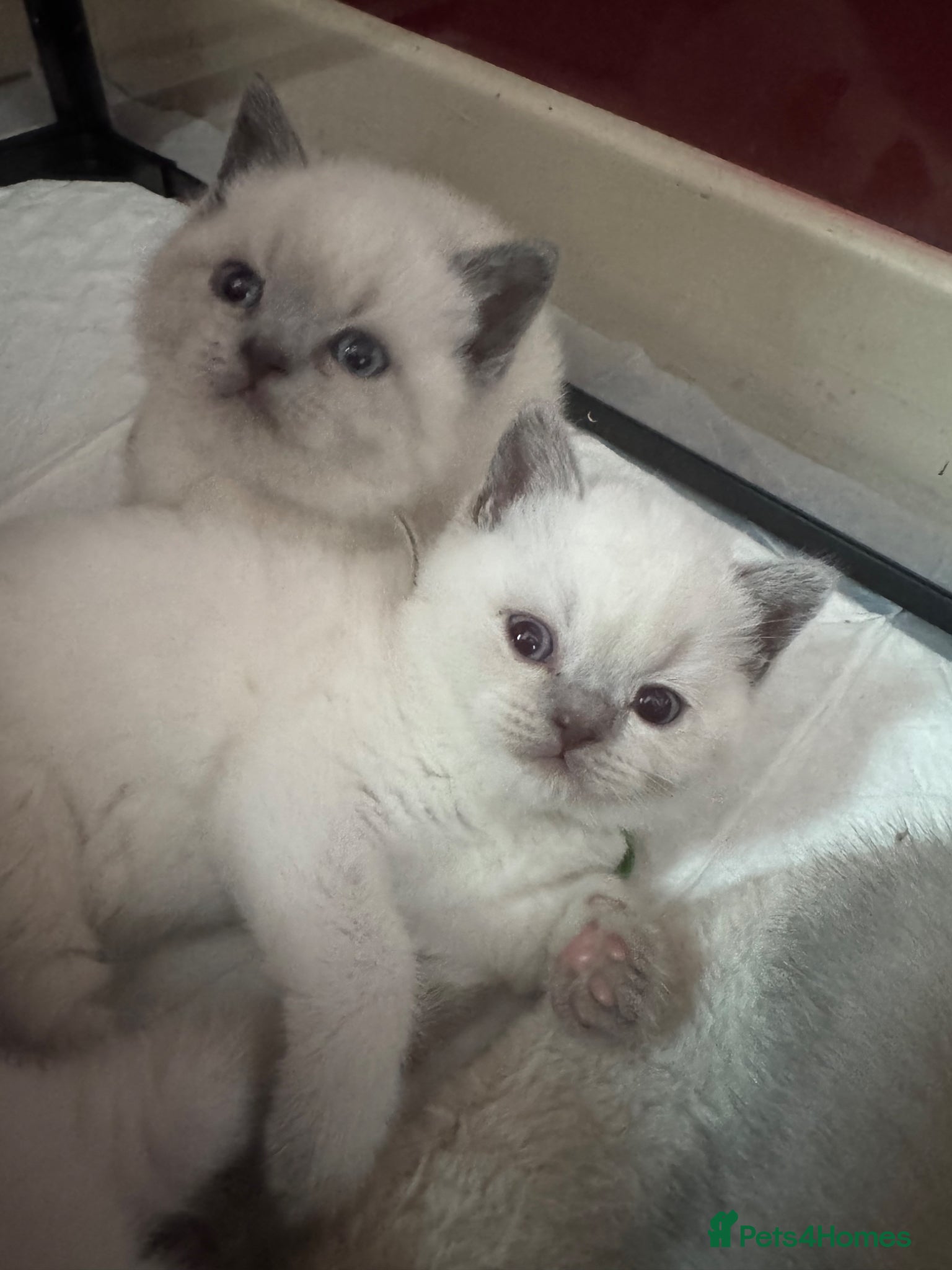 British Shorthair cats for sale: Gorgeous GCCF colourpoints  - Advert 10
