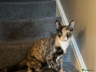 Mixed Breed cats 5 kittens for sale - Advert 2