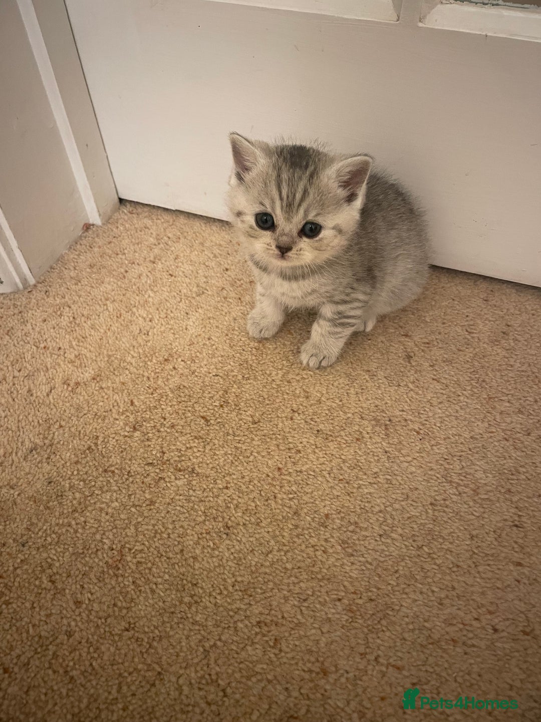 British Shorthair cats for sale: GCCF reg silver British Shorthaired kittens  - Image 14