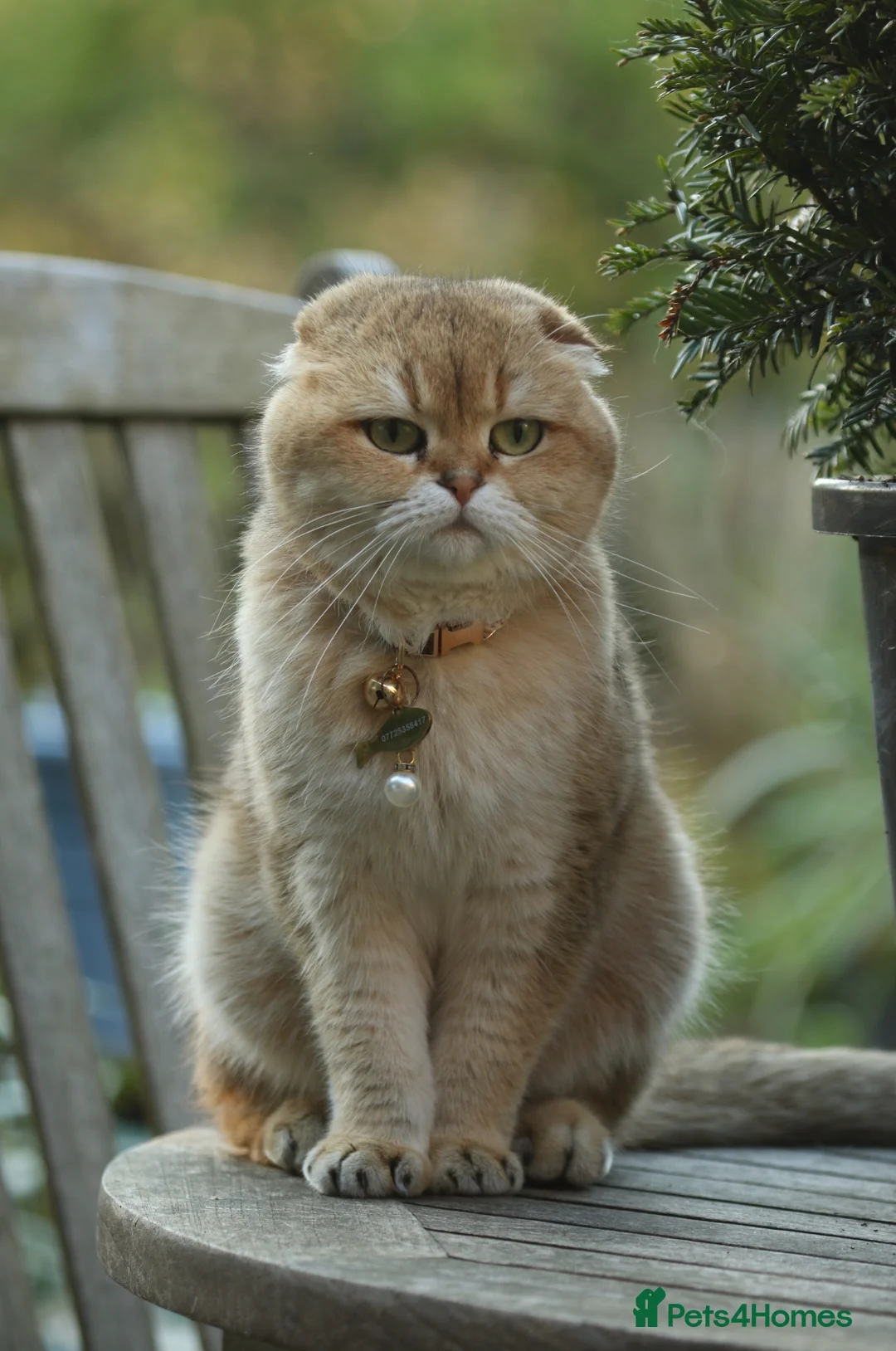 Scottish Fold cats for sale: Two gorgeous cats  - Advert 1