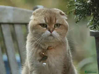 Scottish Fold cats Two gorgeous cats - Advert 11