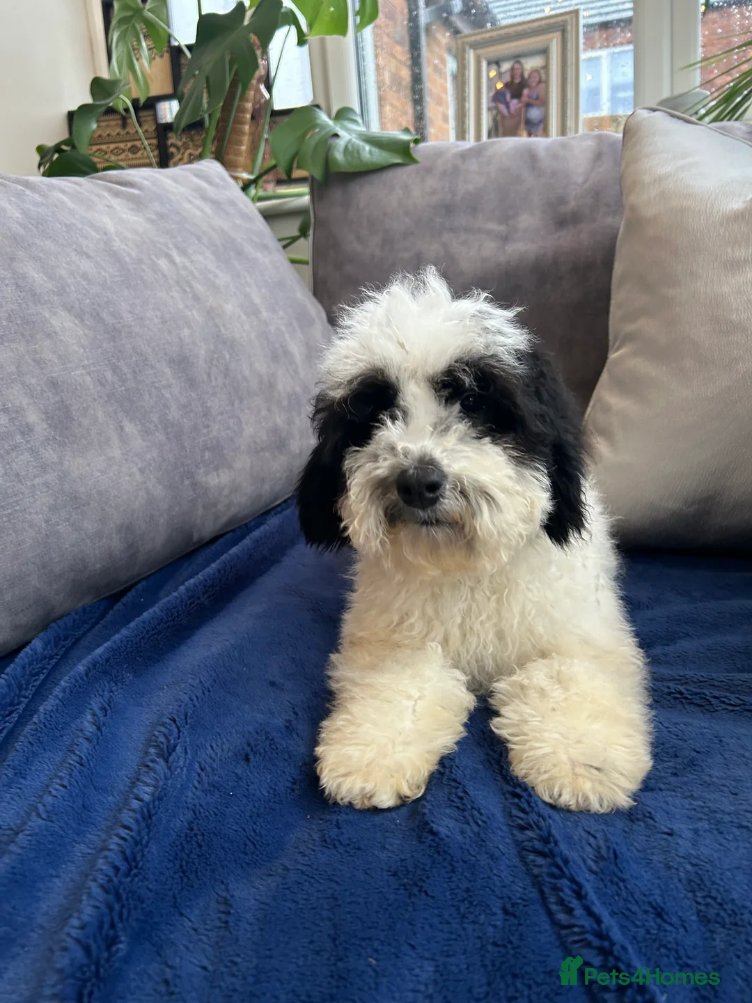 Mixed Breed dogs for sale: 🌟🌟Stunning Australian Cavapoo Puppies 🩷💙 m - Advert 1