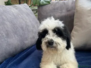 Mixed Breed dogs 🌟🌟Stunning Australian Cavapoo Puppies 🩷💙 m - Advert 8