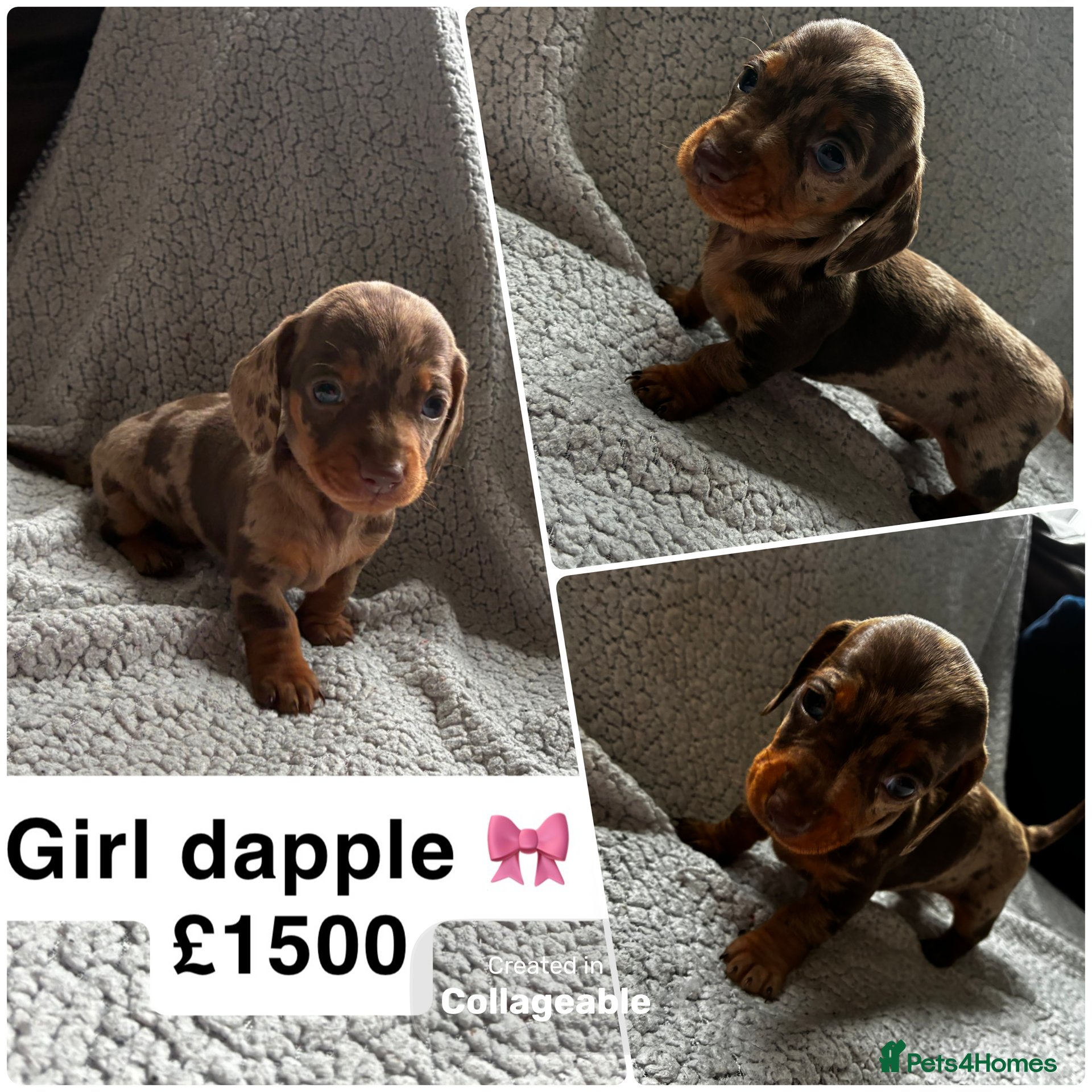 Miniature Dachshund dogs Miniature dachshunds KC Registered  - Advert 10