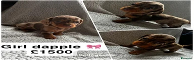 Miniature Dachshund Puppy 1 dapple girl 