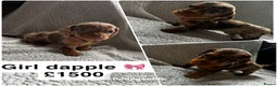Miniature Dachshund dogs for sale: Miniature dachshunds KC Registered  - Advert 1