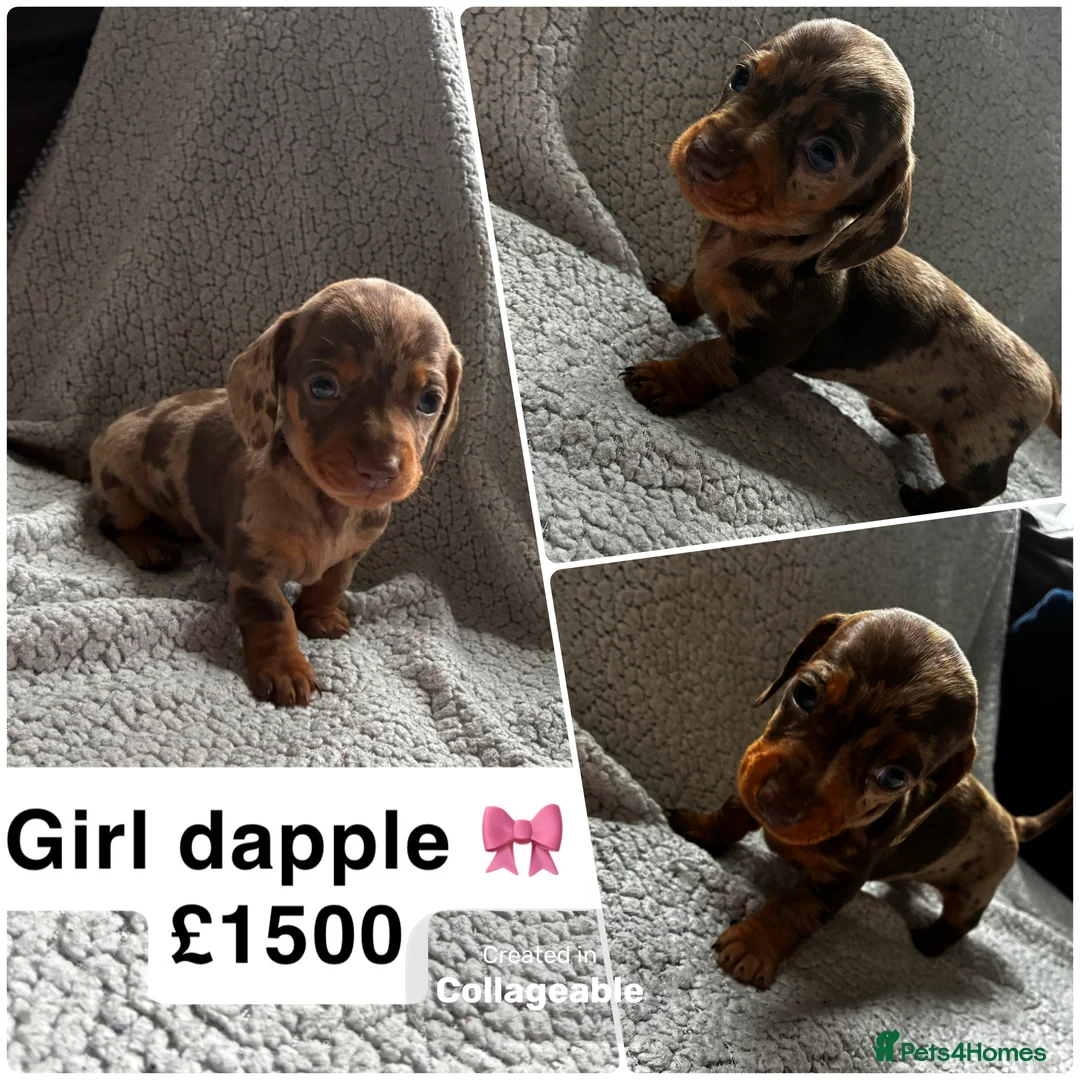 Miniature Dachshund dogs for sale: Miniature dachshunds KC Registered  - Advert 1
