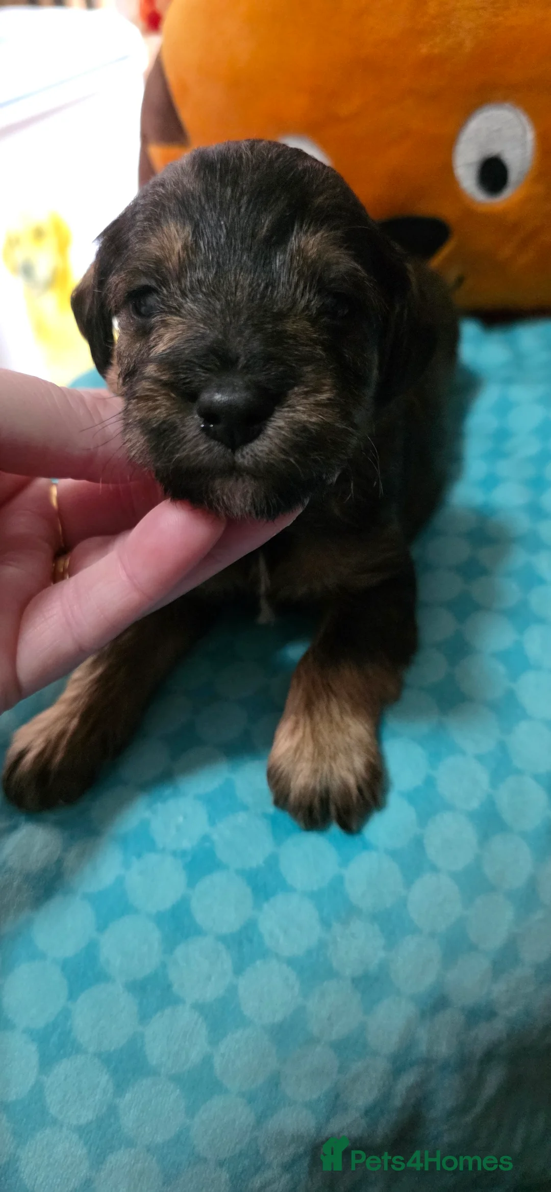 Schnoodle dogs for sale: Beautiful Schnoodle Puppies - Advert 12
