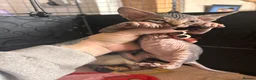 Sphynx cats for sale: Canadian x Elf Sphynx Kittens - Advert 17