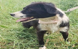 Mixed Breed dogs for adoption: Terrific Trixie - Image 5