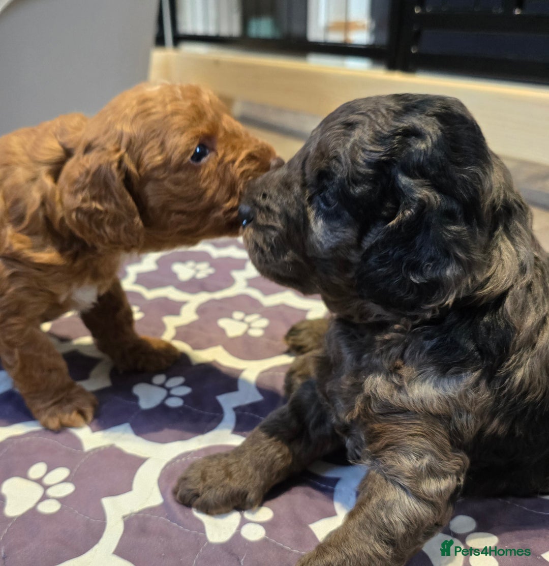 Cavapoo dogs for sale: Cavapoo puppies extensive health tested - Advert 11