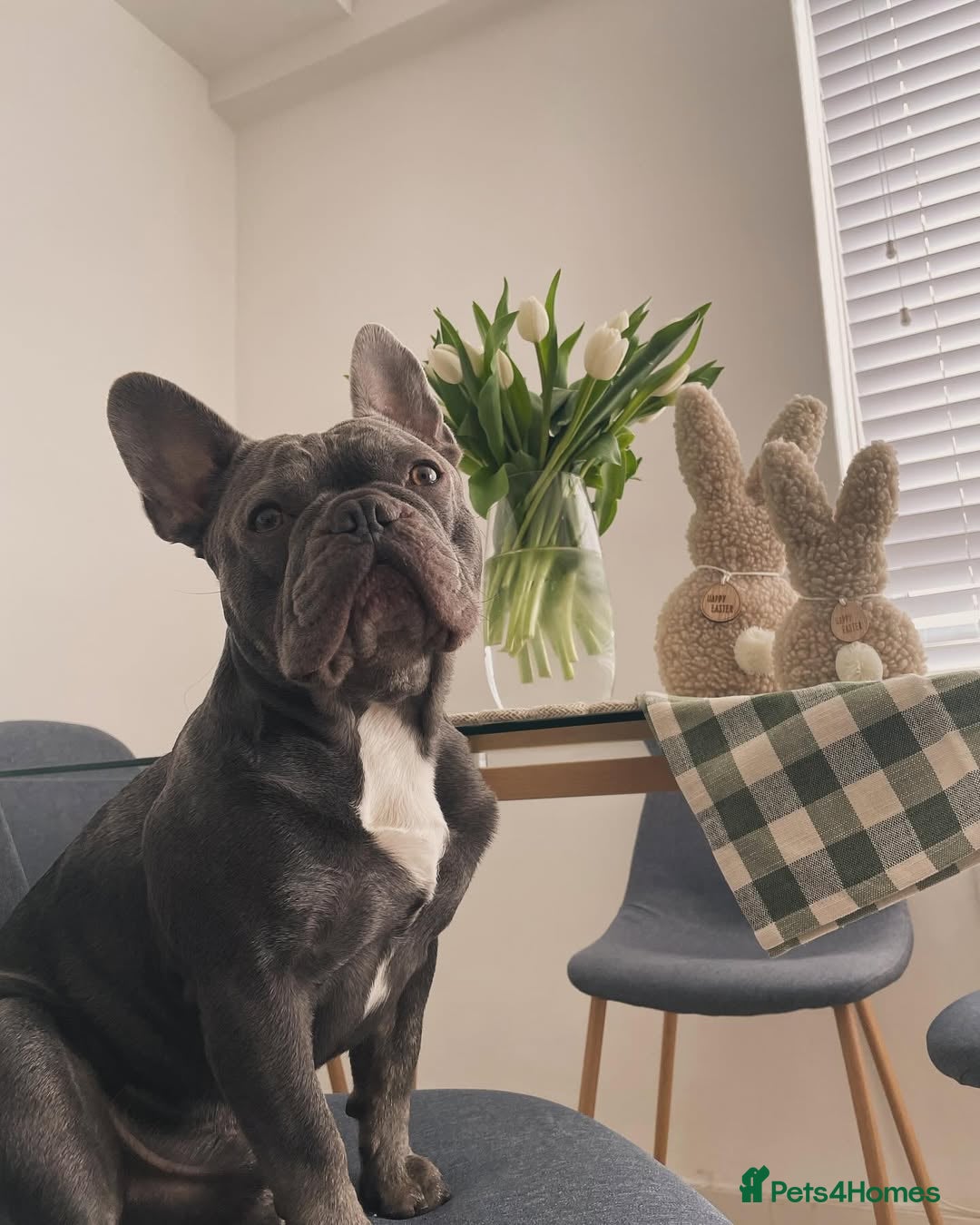 French Bulldog dogs for sale: French Bulldog - Image 5