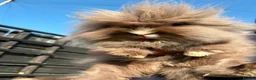 Lionhead rabbits for sale: 2x Double Mane Lionhead Rabbits - Advert 3