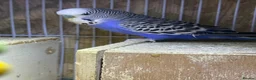 Budgerigars birds for sale: 4 birds with cave  in Stockport - Advert 2