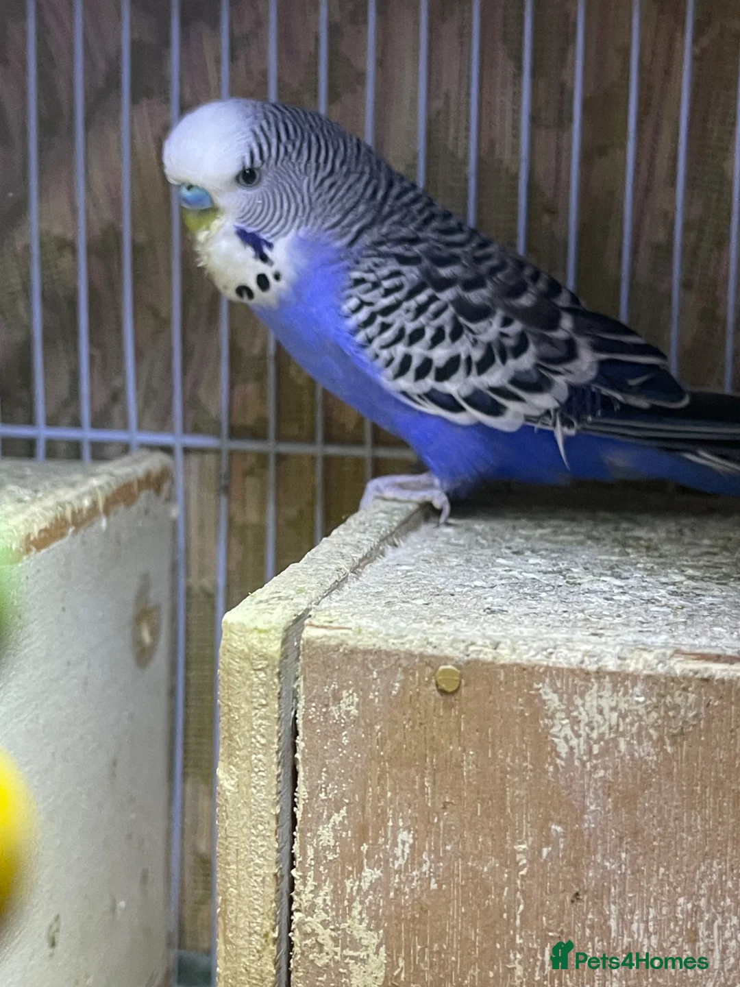 Budgerigars birds for sale: 4 birds with cave  in Stockport - Advert 2