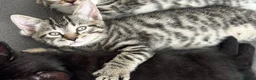 Turkish Angora cats for sale: Mixed Male Turkish Angora / Tabby Kitten  - Advert 6