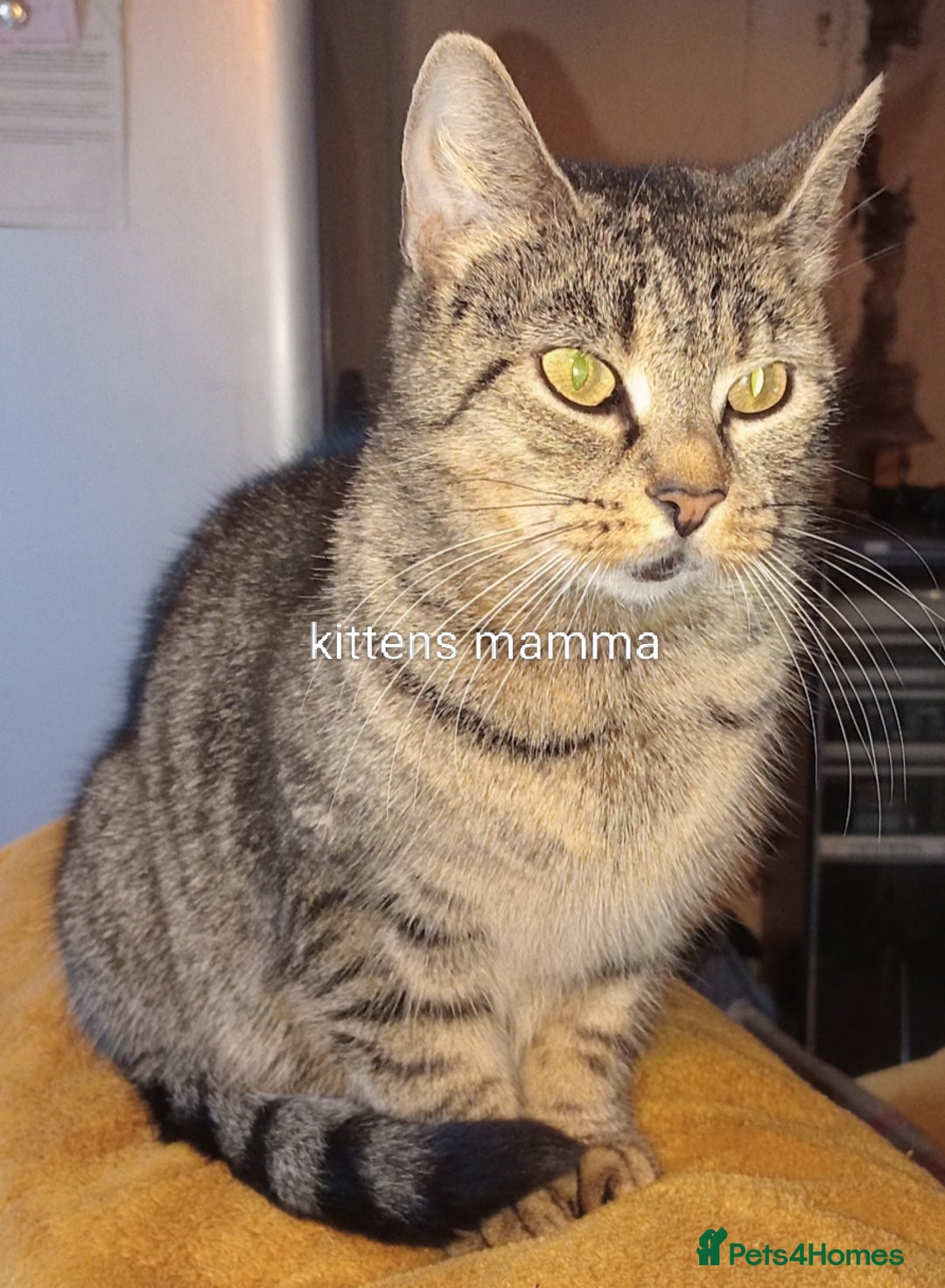 Bengal cats for sale: BENGAL x BRITISH SHORT HAIR  - Image 5
