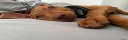 Mixed Breed dogs for sale: Hungarian Vizsla x Blue Merle Border Collie - Advert 9