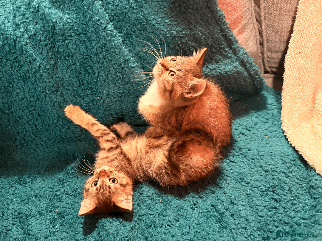 Mixed Breed cats for sale: 2 left - 4wks free insurance -himalayan x bengal - Image 6