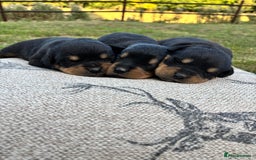 Rottweiler dogs for sale: Stunning Rottweiler puppies  - Image 5