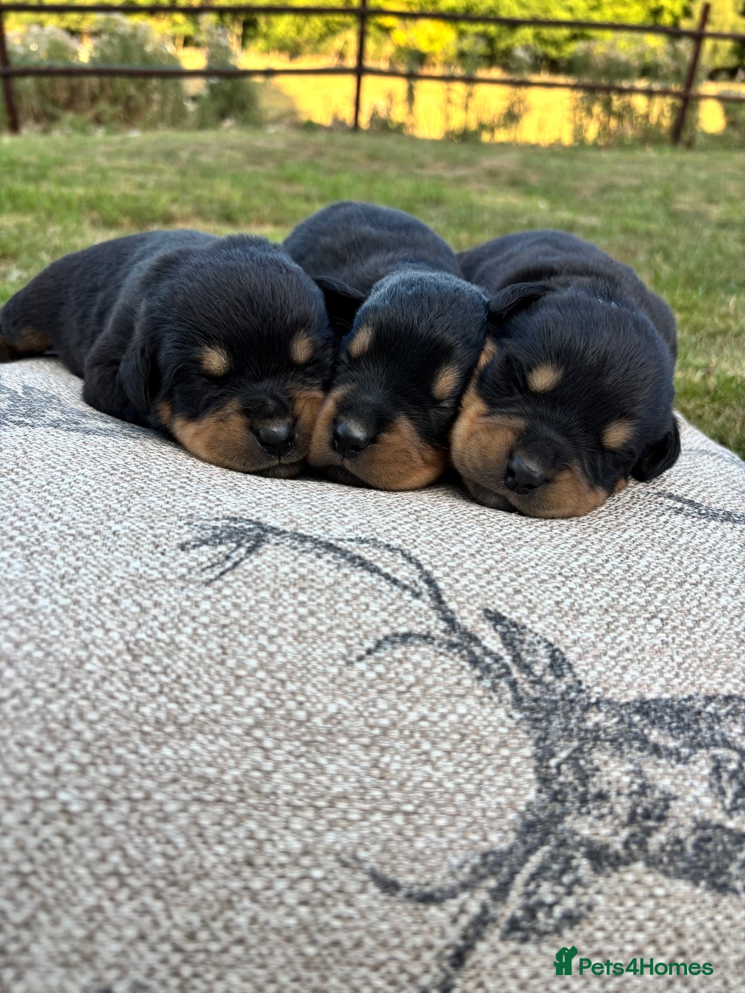 Rottweiler dogs for sale: Stunning Rottweiler puppies  - Image 5