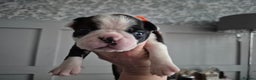 Boston Terrier dogs for sale: Gorgeous chunky Boston terrier pups - Advert 31