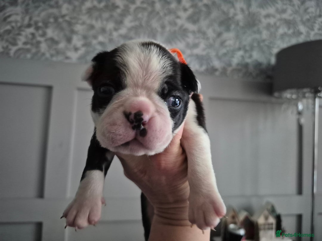 Boston Terrier dogs for sale: Gorgeous chunky Boston terrier pups - Advert 31