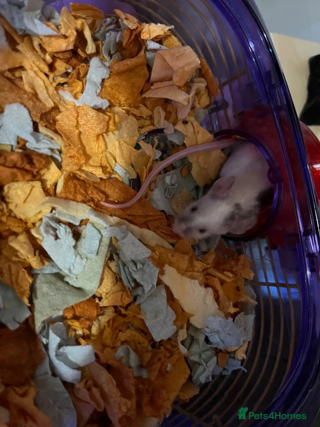 Mouse rodents for sale: 2 female Fancy mice and cage  - Advert 1