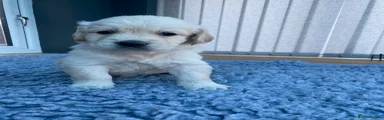 Golden Retriever 6