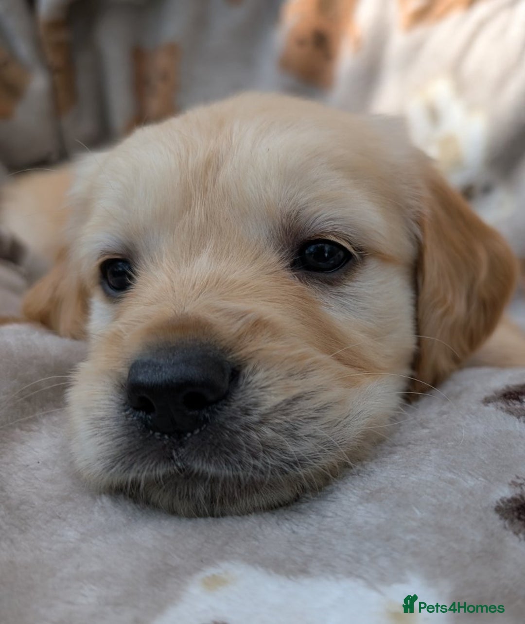 Golden Retriever dogs for sale: Gorgeous Golden Retriever puppies - Image 8
