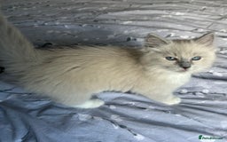 Ragdoll cats for sale: Blue mitted light mink  - Image 14