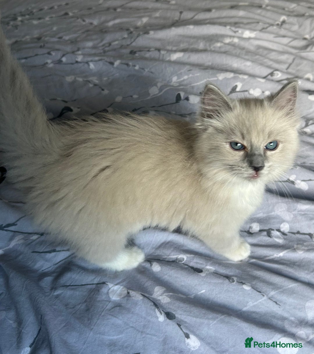 Ragdoll cats for sale: Blue mitted light mink  - Image 14